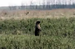 Striltsevsky Steppe Nature Reserve