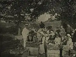 Harvesting of wine grapes at Minkowa Machala (now Kwartal Ogosta of Boychinovtsi), 1928