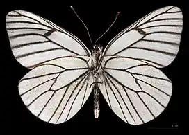 Aporia crataegi augusta ♂ △