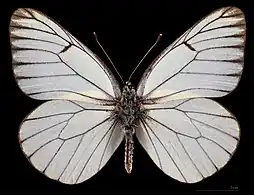 Aporia crataegi transitoria ♂
