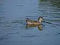 Green-winged teal in the water at Green Cay