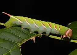 Caterpillar