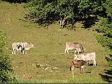 Six brown cows, one partially obscured, in a hillside field surrounded by trees