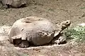 A tortoise in Sanda Kyarimi Park Zoo, Maiduguri