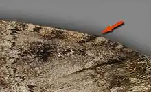 A. pyramidea - red arrow points out a difference