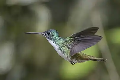 male U. f. franciae. Colombia