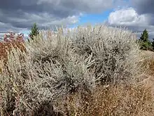 Photo of sagebrush.