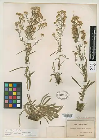 several dried specimens affixed to herbarium card
