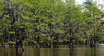 Bald cypress (Taxodium distichum), Caddo Lake State Park, Harrison County, Texas (April 2017)