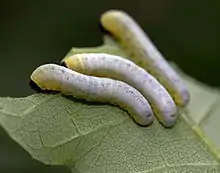 Black-headed Ash Sawfly (Tethida barda) larvae