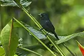 Blue-black grosbeak, El Tapir, Costa Rica