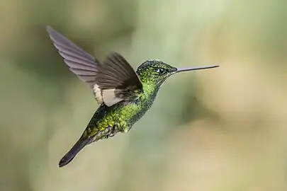 young male C. l. lutetiae, Colombia