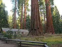 The Mariposa Grove Cabin, located in the shadow of the General Grant (center) and General Sheridan (right) trees.