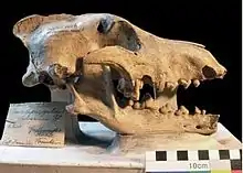 Image 12Cave wolf skull, Natural History Museum, Berlin (from Domestication of the dog)