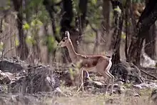 Chinkara (Gazella bennettii) or Indian gazelle