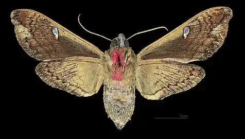 Cizara ardeniae ♀ △