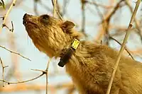 Collar tagged rock hyrax