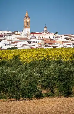 Sunflowers, cereals and olive trees in Rociana del Condado.