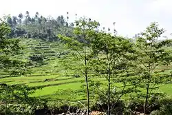 Rice field in Tasikmalaya, West Java