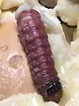 Durian seed borer on durian