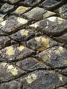 The bark of the specimen planted in Kirstenbosch botanical garden