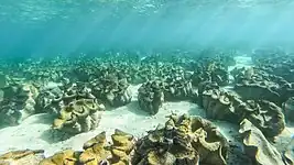 Underwater shot of giant clams in Silaki Island