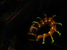 Phengodidae: Larva or larviform female of the western banded glowworm (Zarhipis&nbsp;integripennis)