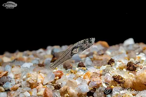 Gobiopterus chuno (Glass Goby)