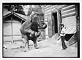 Hattie, the elephant and Bill Snyder c. 1913 at the Central Park Zoo