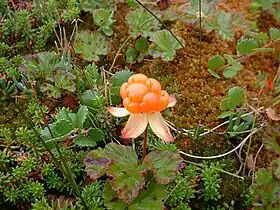 Rubus chamaemorus (cloudberry) Yakutia 22,500 YBP