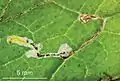 Mine with larva on Pelargonium