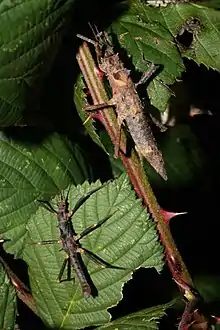 Adult pair, above female