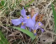 Variety smalliana is tightly clumped, with leaves 5–13&nbsp;mm wide