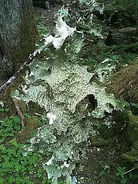 Lobaria oregana on the forest&nbsp;floor