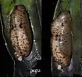 Pupae