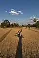 Long shadow of a dead tree with its branches on dry fields, late afternoon