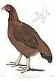 Malabar hen