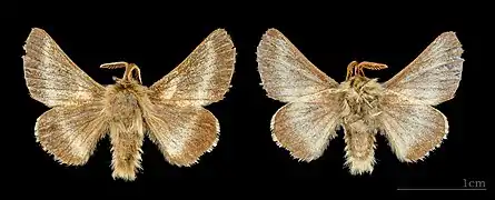 Both sides of male specimen MHNT