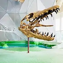 A Mosasaur skull within the larger Great Lakes Future exhibit.