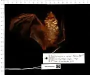 A rufus-colored bat with dark brown wings