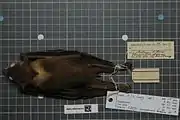 A dark brown bat with a light brown nape