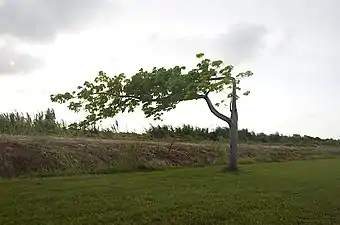 On the road (Calle La Esperanza) heading north towards Esperanza Beach