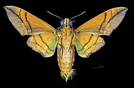 Oryba kadeni ♂  △