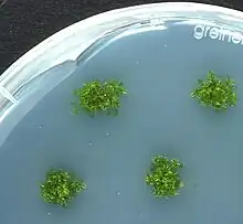 P. patens plants growing axenically in vitro on agar plates (Petri dish, 9 cm diameter)