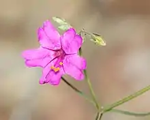 Mirabilis coccinea at Patagonia Roadside Rest in Arizona