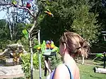 Rainbow lorikeets at feeding time