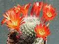 Rebutia minuscula var. minuscula (syn. R.&nbsp;senilis) – form with orange red flowers