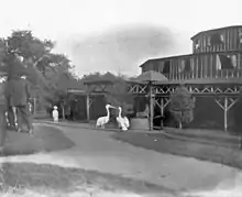 A man in a top hat and suit performs from a dais with a seal and two pelicans before a small crowd