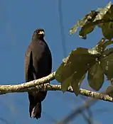 Snail kite