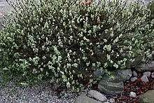 Salix (willow), Taymyr lowlands 24,000–10,300 YBP, Yakutia 22,500 YBP, Alaska and the Yukon 15,000-11,500 YBP